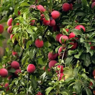 Слива КЛЕОПАТРА в Орше