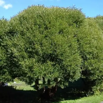 Ива ломкая  в Орше