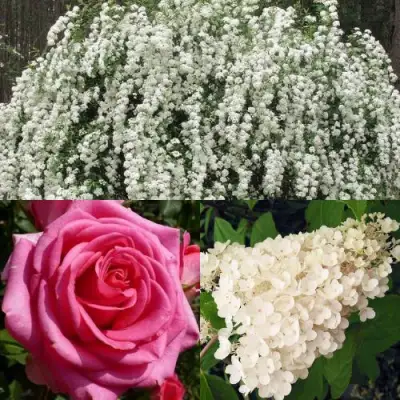 Комплект ВЕЧНАЯ КЛАССИКА в Орше