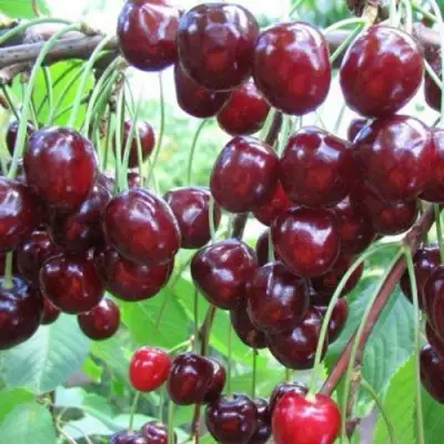 Черешня ОВСТУЖЕНКА в Орше