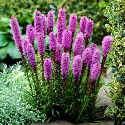 Лиатрис РОЗЕА колосковая в Орше