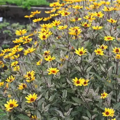 Гелиопсис САММЕР ПИНК в Орше