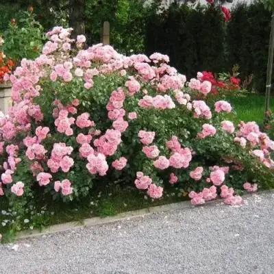 Роза БОНИКА флорибунда в Орше