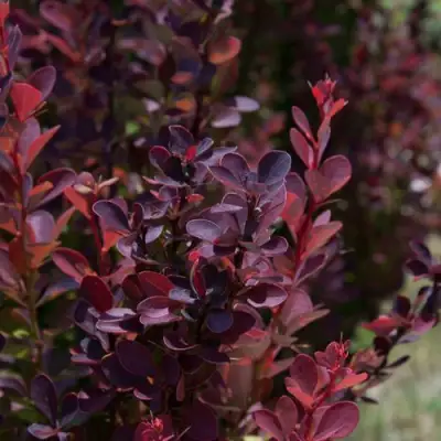 Барбарис ХЕЛМОНД ПИЛЛАР тунберга в Орше