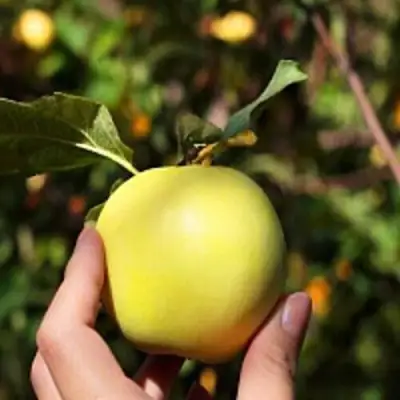 Яблоня РОССИЯНКА в Орше