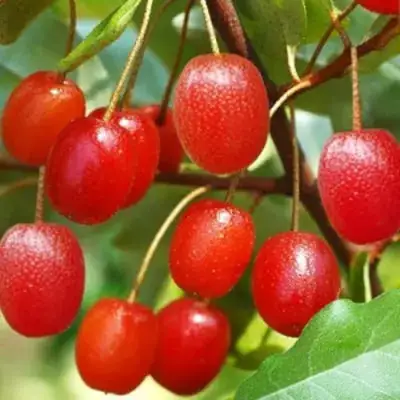 Гуми ТАИСА (ЛОХ МНОГОЦВЕТКОВЫЙ) в Орше