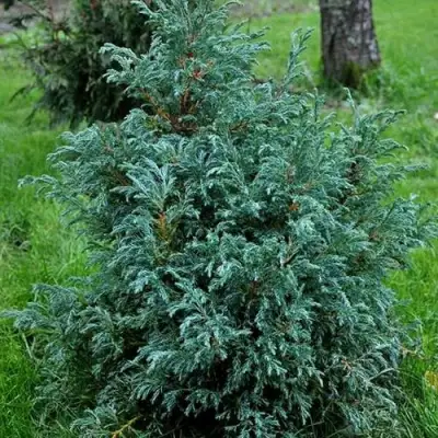 Кипарисовик БЕБИ БЛЮ горохоплодный в Орше