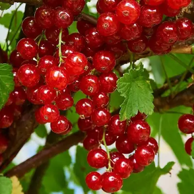 Смородина красная НАТАЛИ в Орше