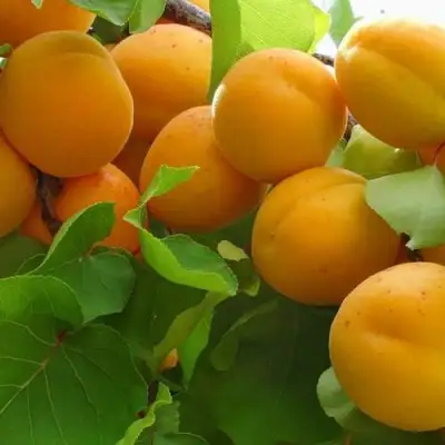 Абрикос ЖИГУЛЕВСКИЙ СУВЕНИР в Орше