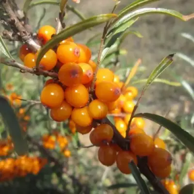 Облепиха СУДАРУШКА в Орше