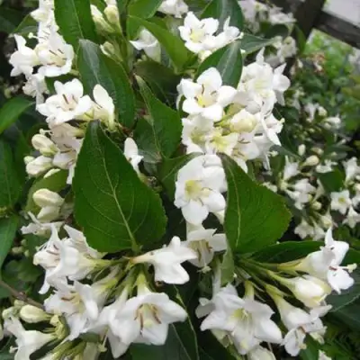 Вейгела БРИСТОЛЬСКАЯ СНЕЖИНКА в Орше