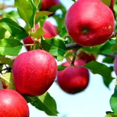 Яблоня МОДИ в Орше