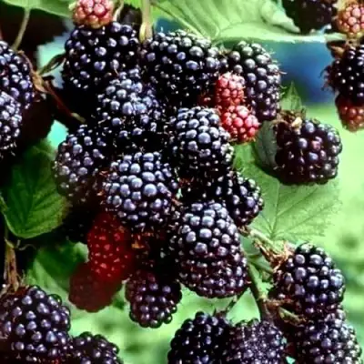 Ежевика ЭВЕРГРИН бесшипная  в Орше