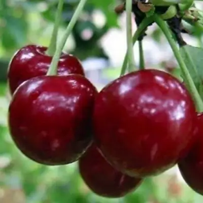 Вишня ГРИОТ БЕЛОРУССКИЙ в Орше