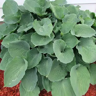 Хоста МУНЛАЙТ СОНАТА гибридная в Орше