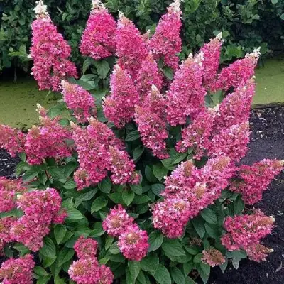 Гортензия МЕГА МИНДИ метельчатая в Орше