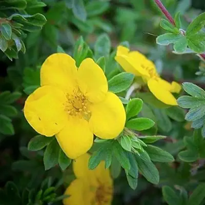 Лапчатка ГОЛДСТАР кустарниковая в Орше