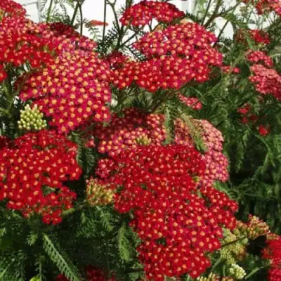 Тысячелистник ПАПРИКА обыкновенный в Орше