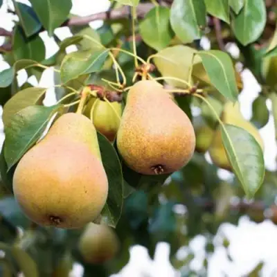 Груша ВЫСТАВОЧНАЯ в Орше