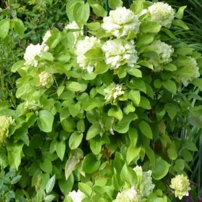 Клематис КОХАНА в Орше