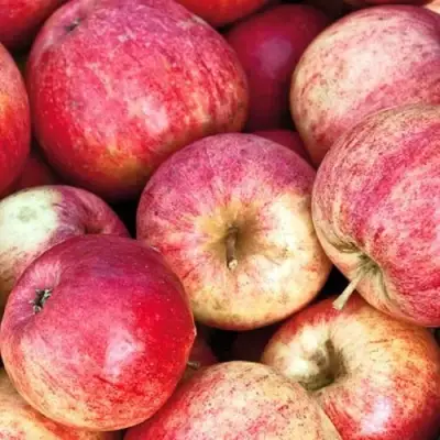 Яблоня ШТРИФЕЛЬ в Орше