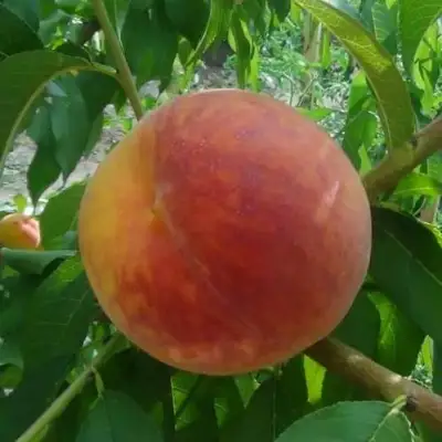 Персик ВАЙН ГОЛД Т3 в Орше