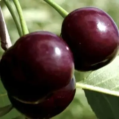 Дюк КСЕНИЯ (ЧЕРЕВИШНЯ) в Орше