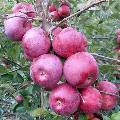 Яблоня ФЛОРИНА в Орше