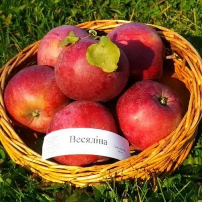 Яблоня ВЕСЯЛИНА в Орше
