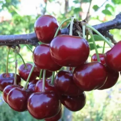 Вишня НОРД СТАР в Орше