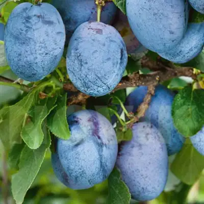 Слива ОДА в Орше