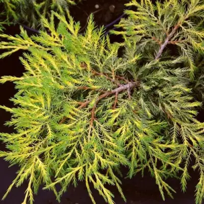 Можжевельник КИНГ ОФ СПРИНГ средний в Орше