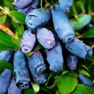 саженцы жимолости Волхова