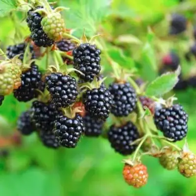 Ежевика АПАЧИ бесшипная  в Орше