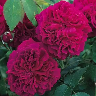 Роза ВИЛЬЯМ ШЕКСПИР английская в Орше