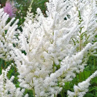 Астильба ДИАМАНТ Арендса в Орше