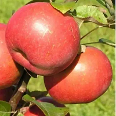 Яблоня РЕДКРАФТ в Орше