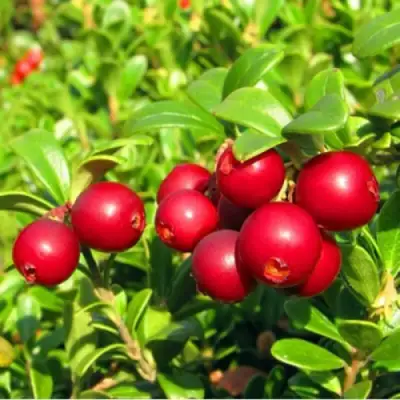 Брусника садовая РЕД ПЕРЛ в Орше