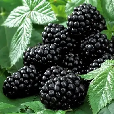 Ежевика БЛЭК БЬЮТИ в Орше