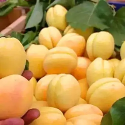 Абрикос АНАНАСНЫЙ в Орше
