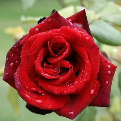 Роза ТАБУ чайно-гибридная в Орше