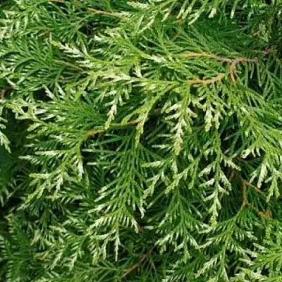 Туя СМАРАГД ВАРИЕГАТА западная в Орше