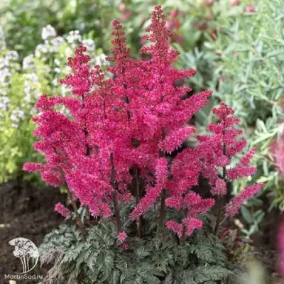 Астильба МУЛЕН РУЖ курчавая в Орше