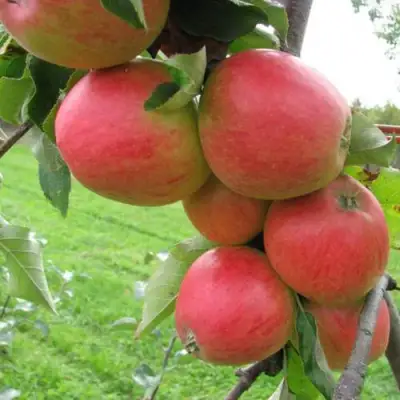 Яблоня ПИККОЛО в Орше