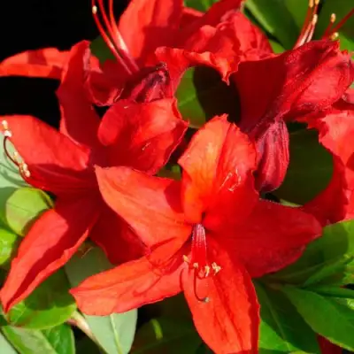 Азалия НАБУКО листопадная в Орше