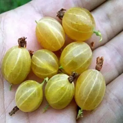 Крыжовник ЯРОВОЙ в Орше