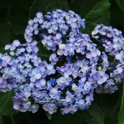 Гортензия АИША крупнолистная  в Орше