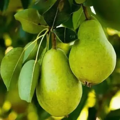 Груша СЕВЕРЯНКА колонновидная в Орше