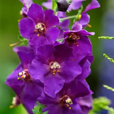 Коровяк ВИОЛЕТТА (вербаскум) в Орше