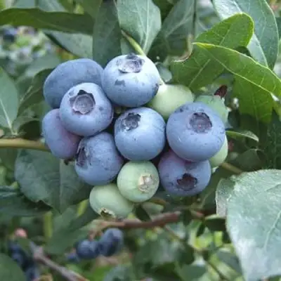 Голубика БЛЮЭТТА в Орше